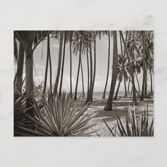 Contemporary Caribbean Palm Trees Black and White Postcard (Front)