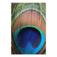 Contemporary Peacock Feather Close-Up Photo Art