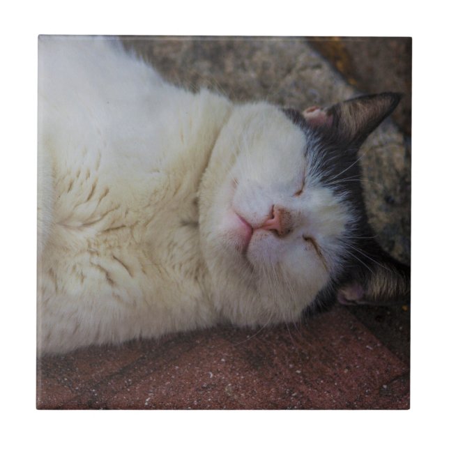 Content Cat Sleeping on Her Back Tile (Front)