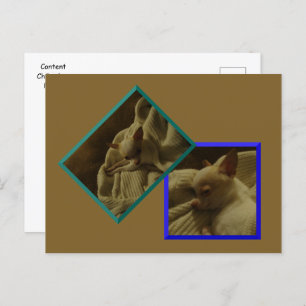 Content Chihuahua Puppy Postcard