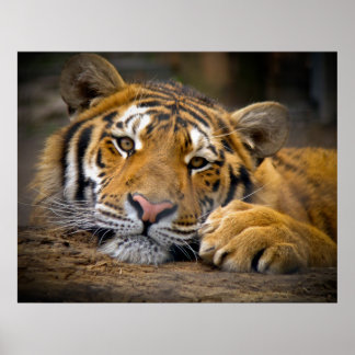 Content Tiger Poster