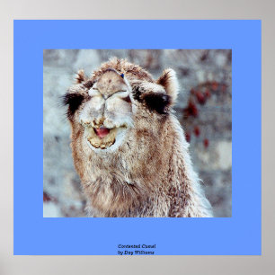 Contented Camel Poster