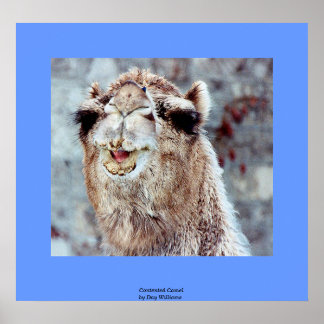 Contented Camel Poster