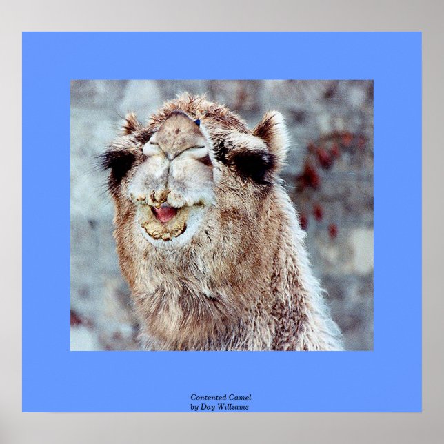 Contented Camel Poster (Front)