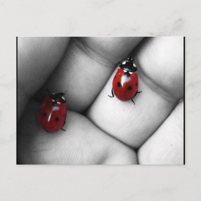contrast lieveheersbeestje postcard (Front)