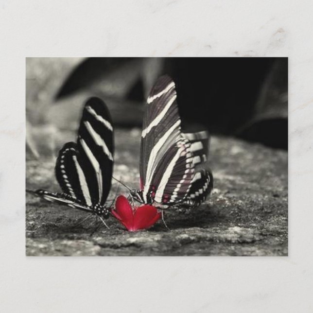 contrast vlinder postcard (Front)