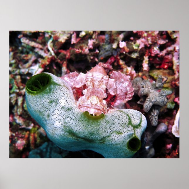 Contrasted Scorpionfish Poster (Front)