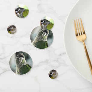 Conure Confetti