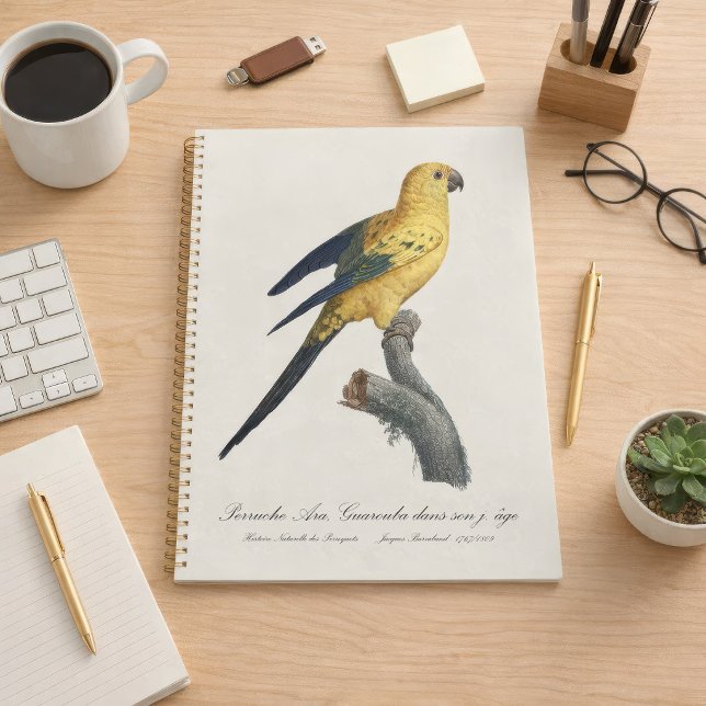 Conure soleil Aratinga solstitialis (Guarouba dans sons jeune age / Sun parakeet. Planner)