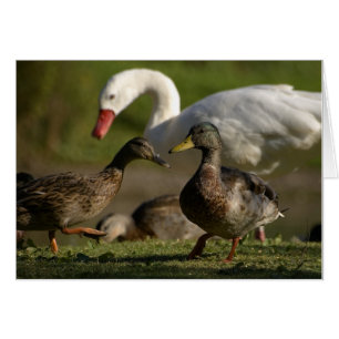Convention sur le canard