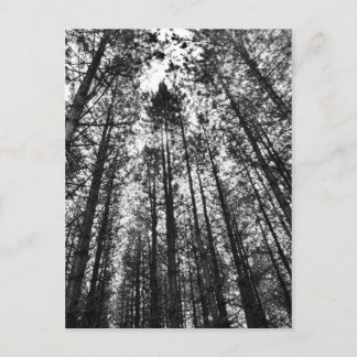 Converging Trees Postcard
