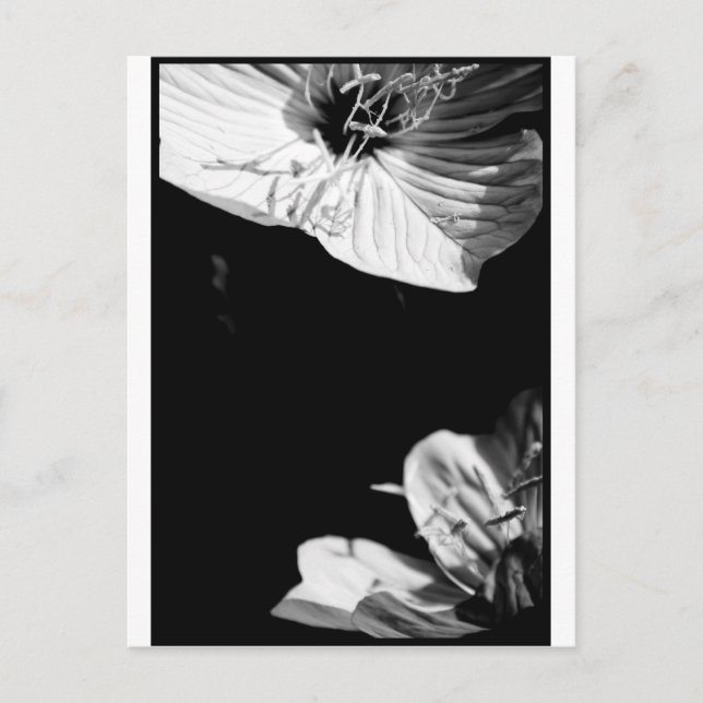 Conversation Black and White Floral Photography P Postcard (Front)