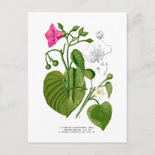 Convolvulaceae spp postcard