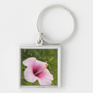 Cook Islands, Atiu. Hibiscus flower. Keychain