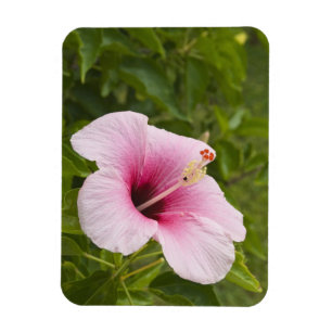 Cook Islands, Atiu. Hibiscus flower. Magnet