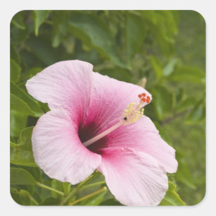 Cook Islands, Atiu. Hibiscus flower. Square Sticker