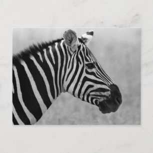 Cool black and white zebra pattern postcard