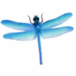 Cool Blue Dragonfly Ornament Photo Sculpture Ornament<br><div class="desc">Original fine art design of a blue dragonfly by designer Carolyn McFann of Two Purring Cats Studio on a quality holiday ornament. 
 
 See a few of our products below (click to go to that product) and visit our very artistic stores at:</div>
