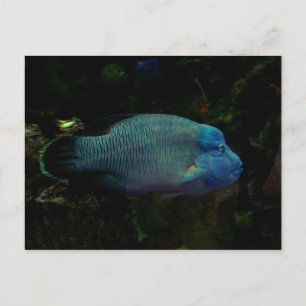 Cool Blue Fish Postcard