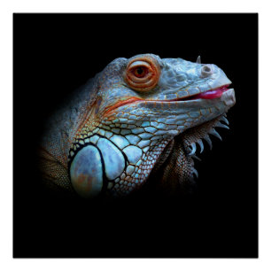 Cool Blue Iguana Poster