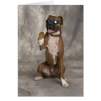 Cool Boxer