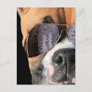Cool Boxer en lunettes de soleil carte postale