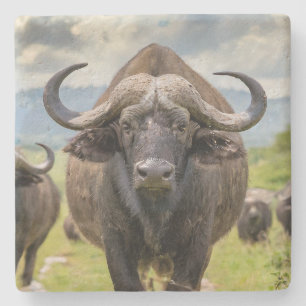 Cool Buffalo Stone Coaster! Coaster