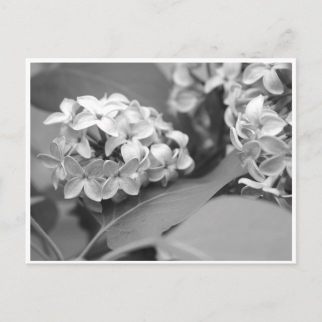 cool bunch of lilacs postcard (Front)