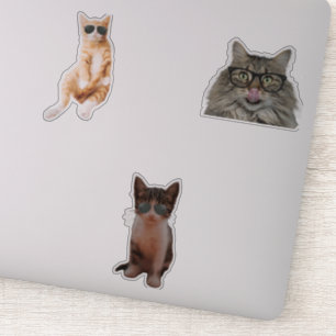 Cool Cat Memes
