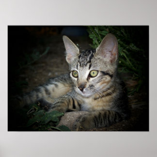 Cool Cat Poster