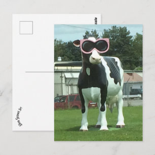 cool cow 1 postcard