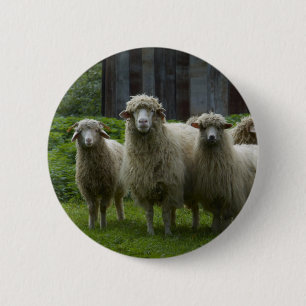 Cool Flock of Sheep   Farmland 2 Inch Round Button