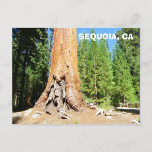 Cool Giant Sequoia Postcard! Postcard