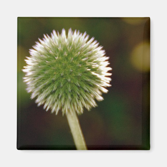 Cool Globe Thistle Magnet (Front)