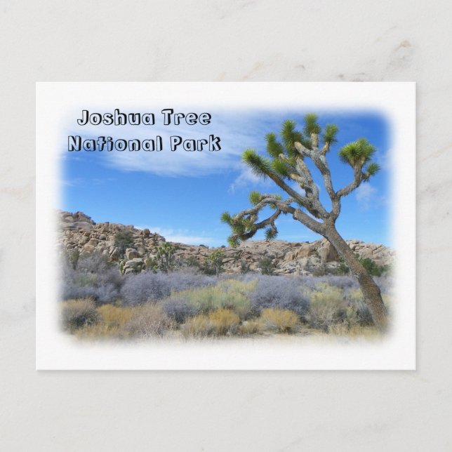 Cool Joshua Tree Postcard! Postcard (Front)