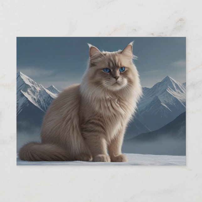 Cool Kitty  Postcard (Front)