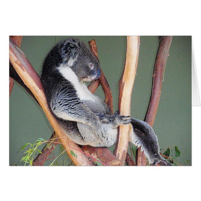 Cool Koala (Front Horizontal)