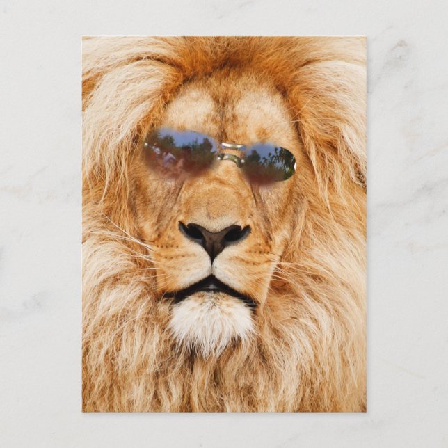 Cool Lions face Postcard (Front)