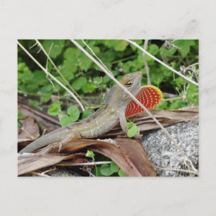 Cool Lizard Anole Postcard