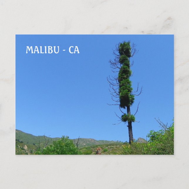 Cool Malibu Postcard! Postcard (Front)