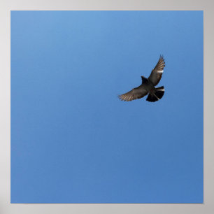 Cool Modern flying bird simple modern design Poster