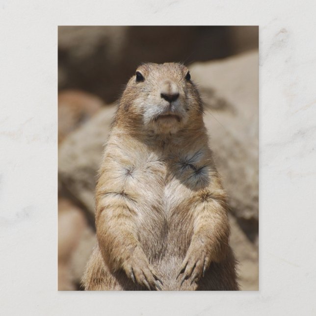 Cool Prairie Dog Postcard (Front)