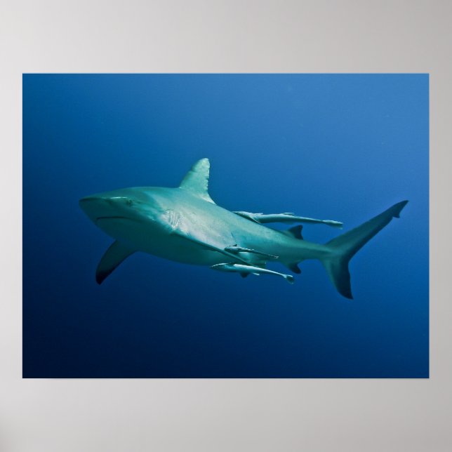 Cool Reef Shark Poster (Front)
