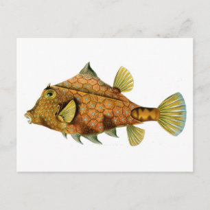 Cool retro colourful fish drawing postcard