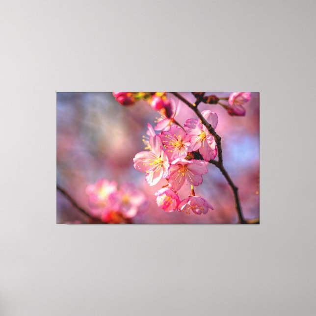 Cool Sakura Flowers On A Cherry Tree In The Garden Canvas Print (Front)