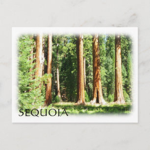 Cool Sequoia Postcard! Postcard