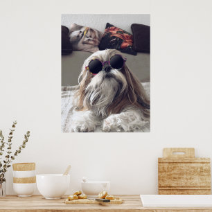 Cool Shih Tzu long hair vintage Sunglasses Photo Poster