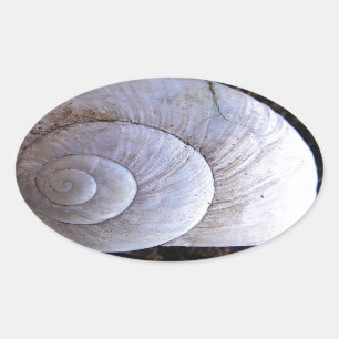 Cool snailshell oval sticker