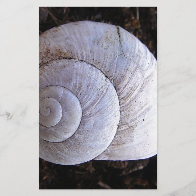 Cool snailshell stationery (Front)