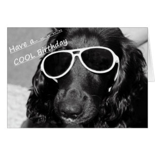 Cool Spaniel
